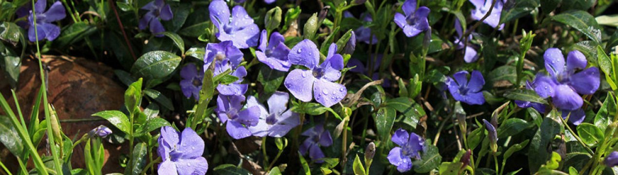 7 рослин-агресорів, які я ніколи не посаджу на своїй ділянці: від них дуже важко позбутися