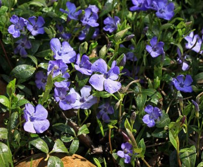 7 рослин-агресорів, які я ніколи не посаджу на своїй ділянці: від них дуже важко позбутися