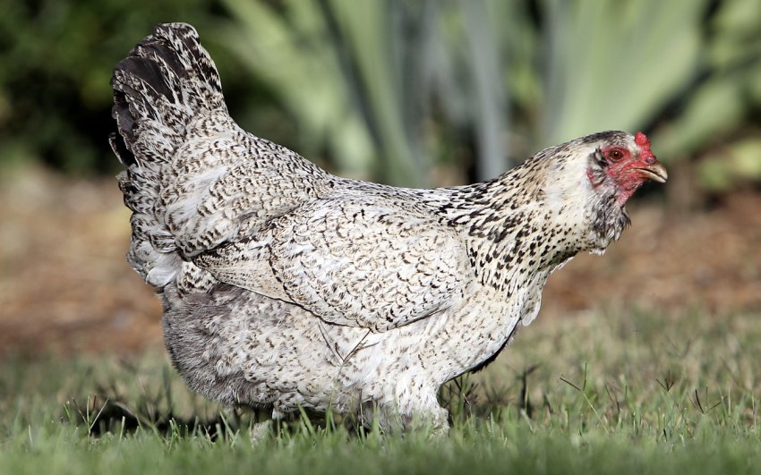 Амераукана Амераукана