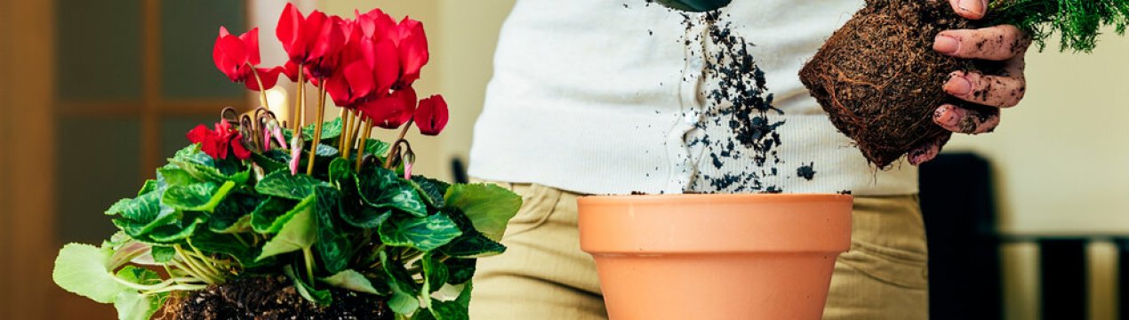 7 грубих помилок під час трансплантації рослин, які можуть їх знищити