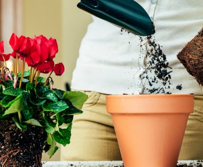 7 грубих помилок під час трансплантації рослин, які можуть їх знищити