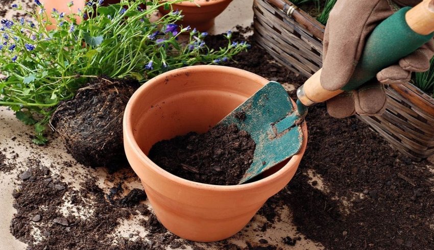 Горщик для пересадки Горщик для пересадки