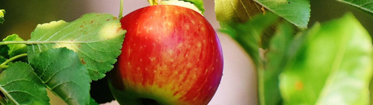 Успішне використання технології Pixofarm в Європі викликає інтерес в країнах південної півкулі