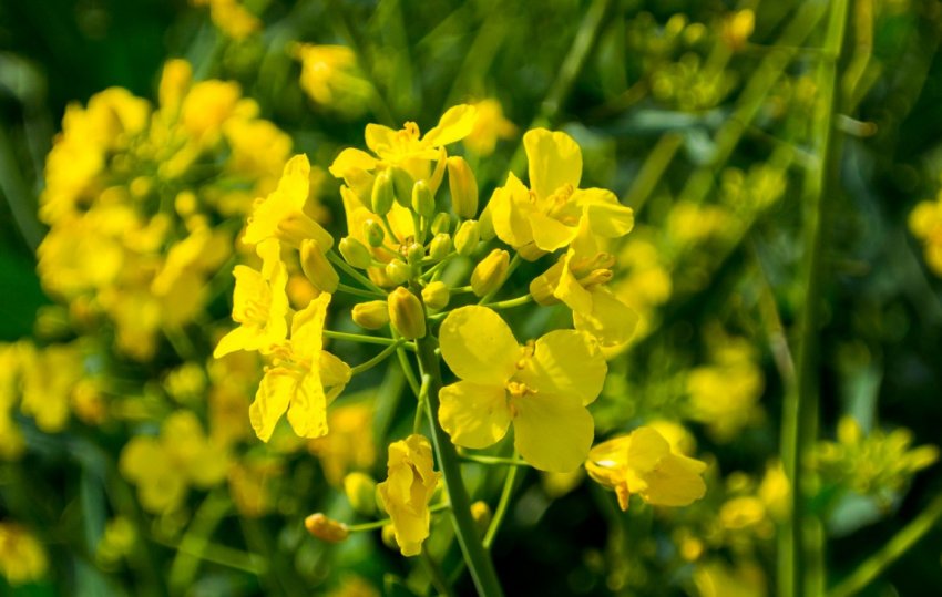 Вирощування рапсу