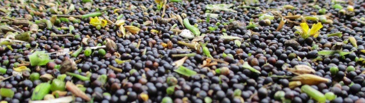 Додаткове джерело білка для людства