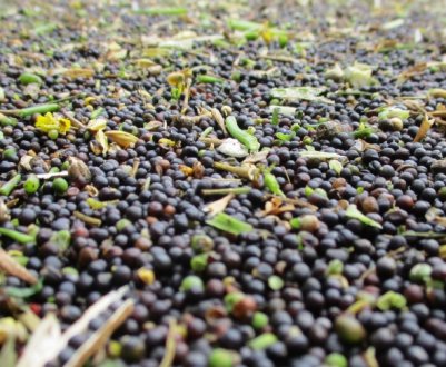 Додаткове джерело білка для людства