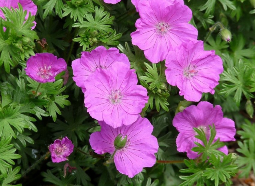 Герань кроваво-червона Герань кроваво-червона