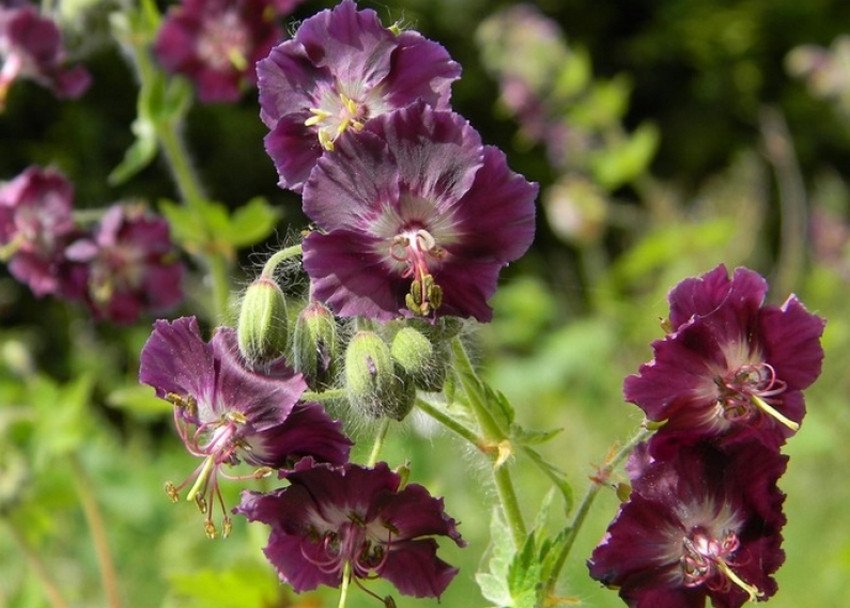 Герань красно-коричнева Герань красно-коричнева