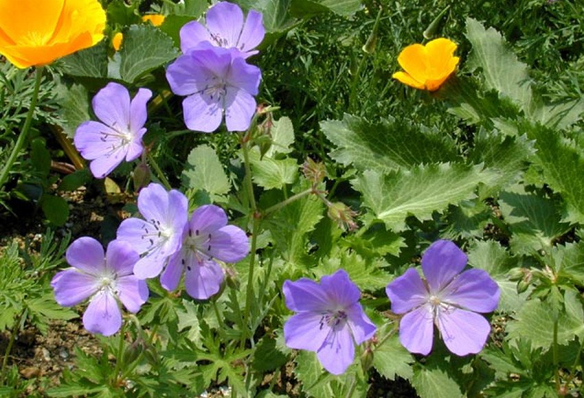 Герань Кларка Кашмір Блю Герань Кларка Кашмір Блю