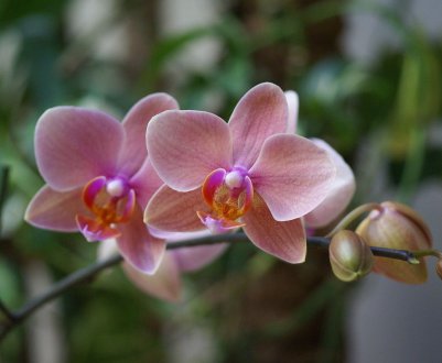 Особливості появи та зростання квітконосу у орхідеї