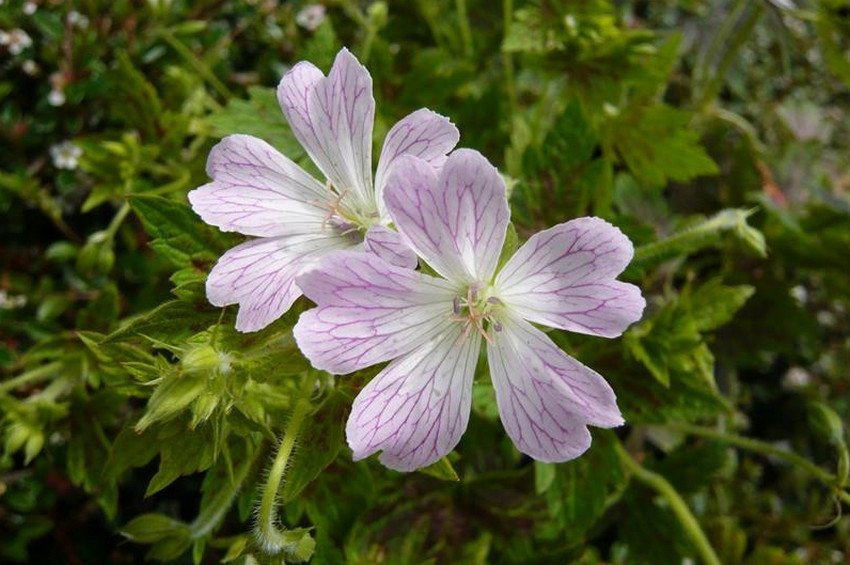 Герань Оксонська Герань Оксонська