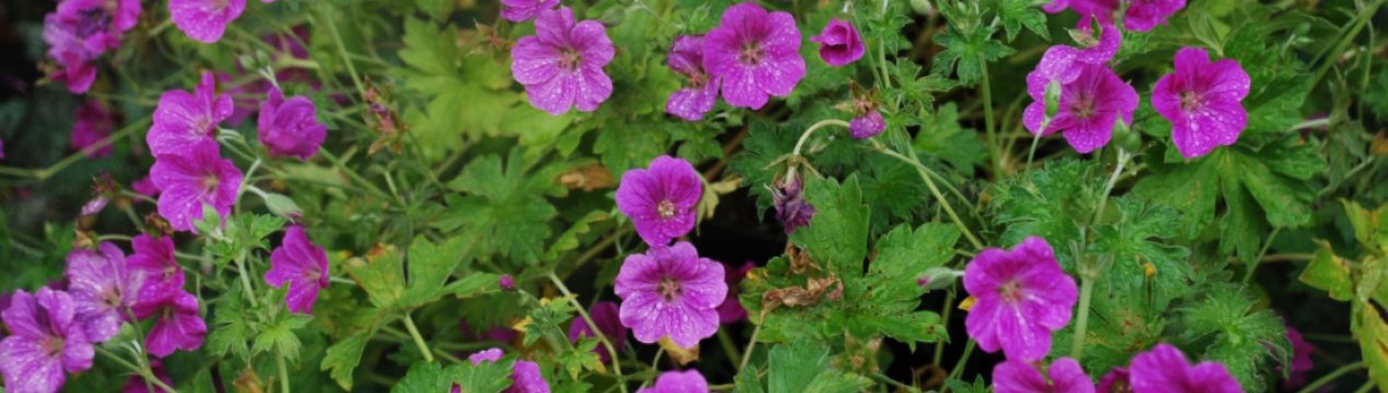 7 морозостійких сортів герані, які без проблем зимують в відкритому ґрунті