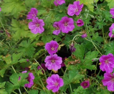 7 морозостійких сортів герані, які без проблем зимують в відкритому ґрунті