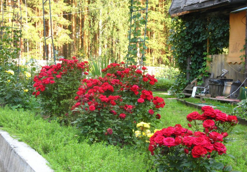 Троянди на ділянці Троянди на ділянці