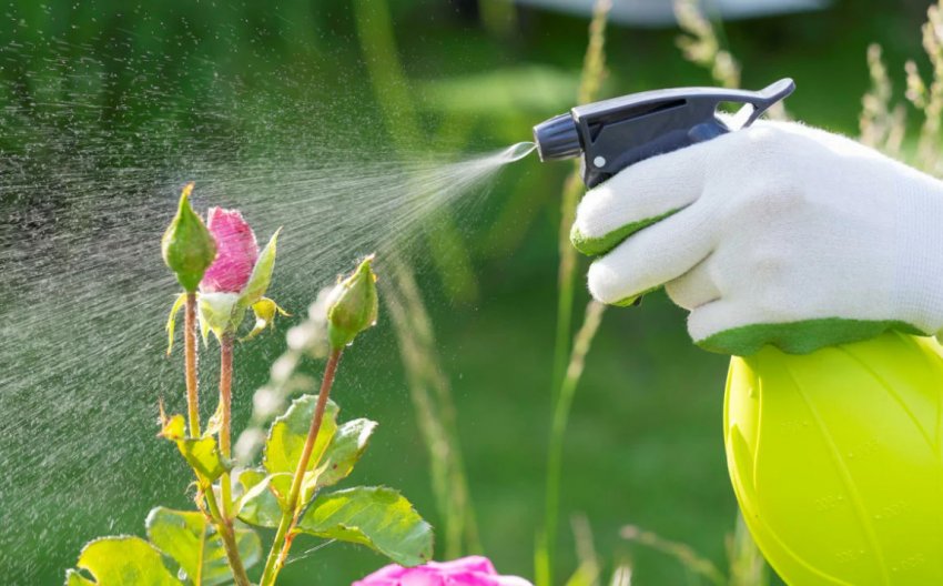 Обробка роз Обробка роз