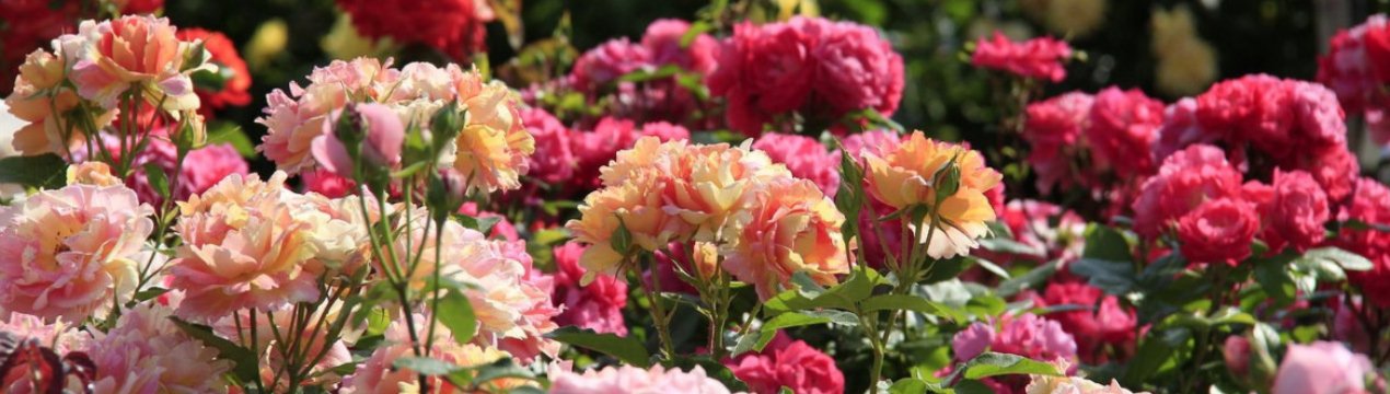 Завидую свекрові, тому що її троянди ніколи не захворіють: через 2 роки вона відкрила мені, в чому секрет