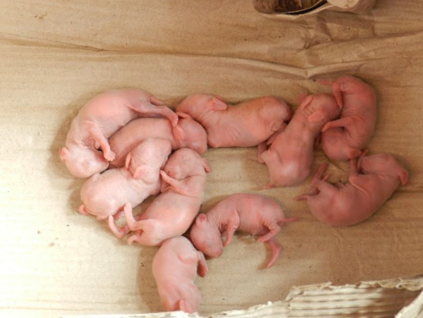 Скільки поросят народжує свиня за раз Скільки поросят народжує свиня за раз