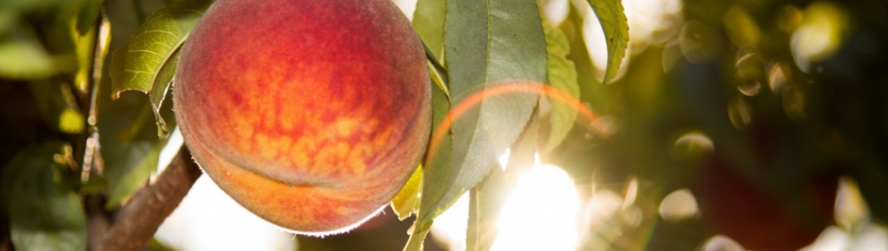 Кампанія по вирощуванню кісточкових плодів в Південній Африці розпочалась добре