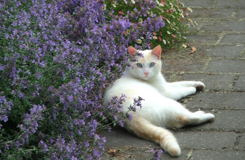 Котовник кішачий Котовник кішачий