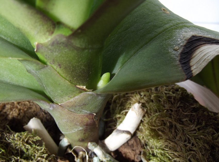Откуда Орхидея Выпускает Цветонос Фото