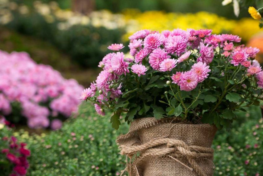 Хризантеми Хризантеми