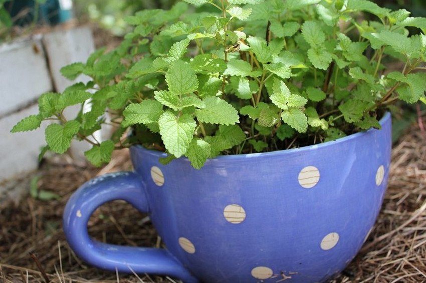 Меліса Меліса