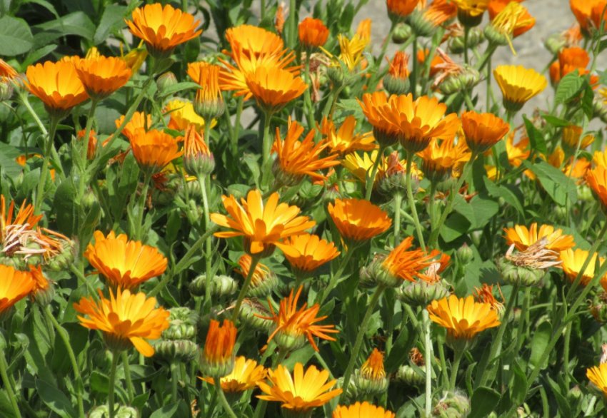 Календула на ділянці Календула на ділянці