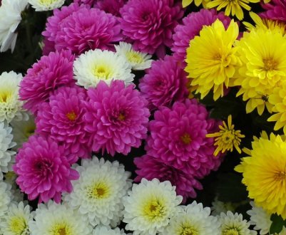 6 неприхильних квітів і пряних трав, які захистять сад від шкідників