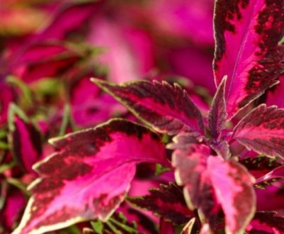 8 садових квітів, які можна привести до дому на зимування