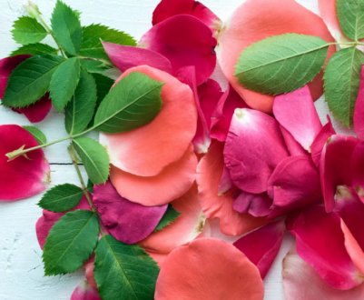 Пелюстки цих рослин я використовую в готуванні: 3 моїх улюблених рецепти