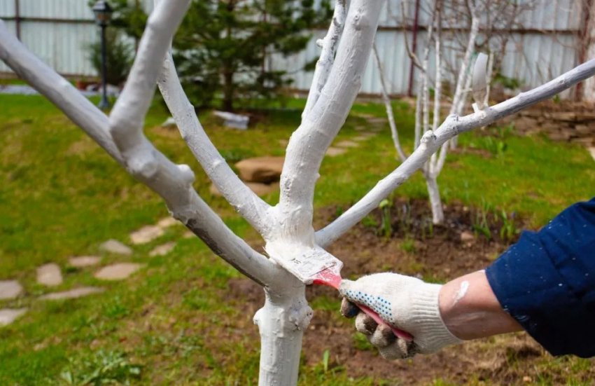 Відбілювання дерев