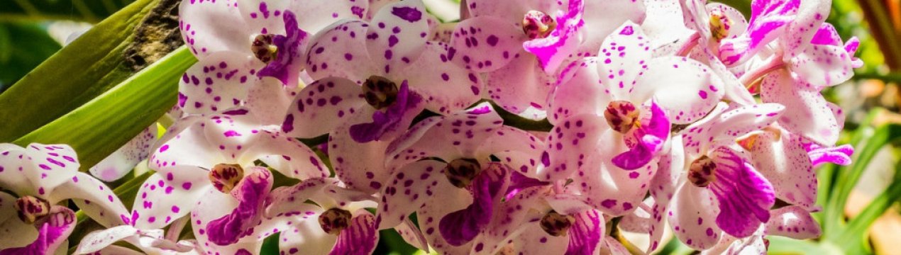 Місія виконана: 2 дешеві засоби, які допомогли мені врятувати орхідею