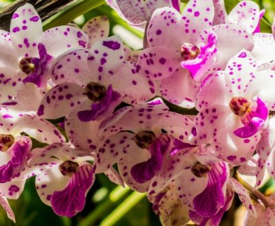 Місія виконана: 2 дешеві засоби, які допомогли мені врятувати орхідею