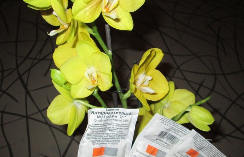 Янтарна кислота для орхідей Янтарна кислота для орхідей
