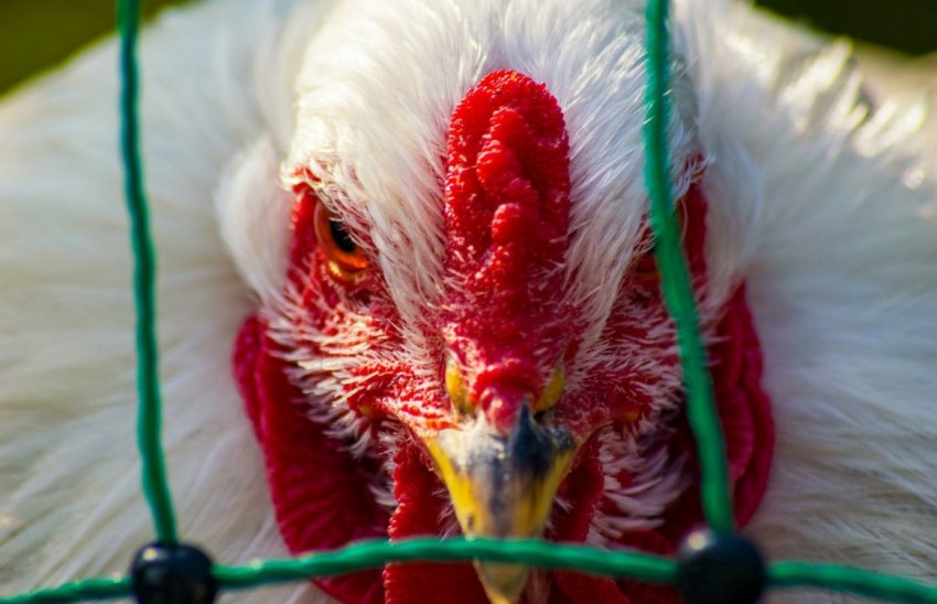 Пташиний грип Пташиний грип