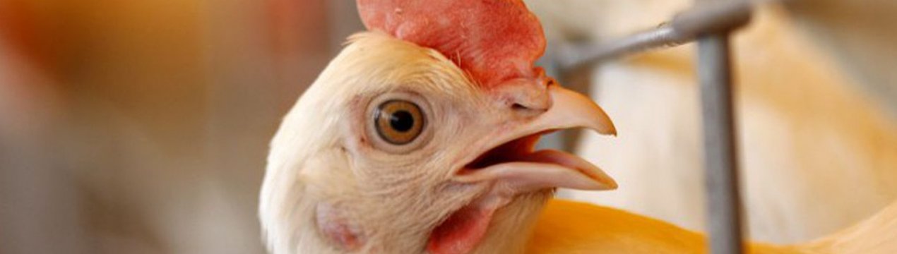 Пташиний грип з'явився в Англії