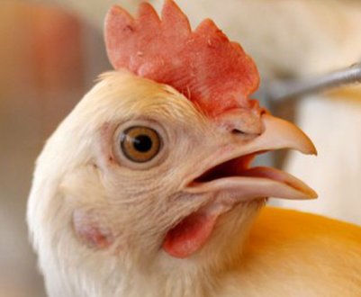 Пташиний грип з'явився в Англії