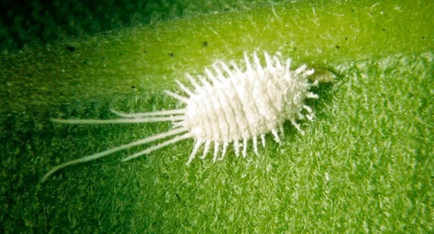 Борошнистий червець Борошнистий червець