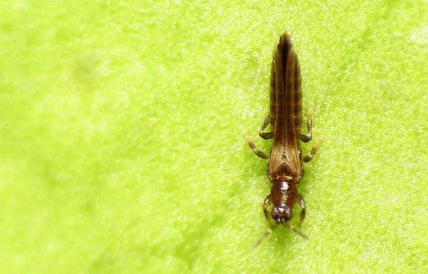 Трипси Трипси