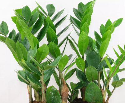 Як і скільки цвіте заміокулькас в домашніх умовах?