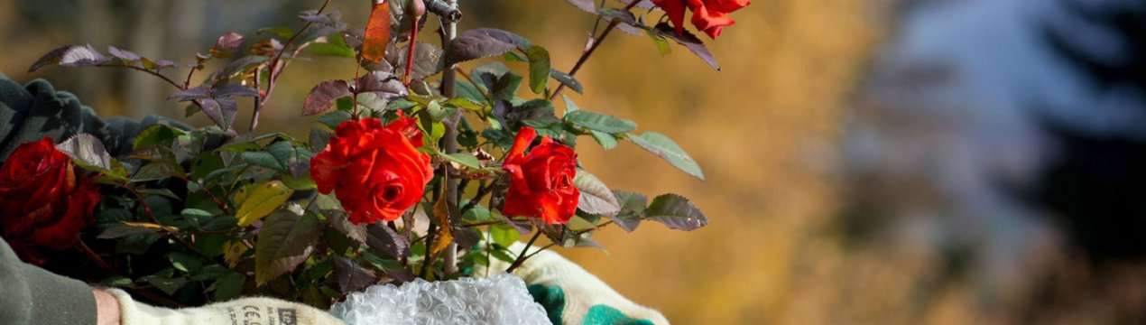 Загубила по глупости почти все рози в минулому році: 4 помилки в підготовці до зими, які я зробила