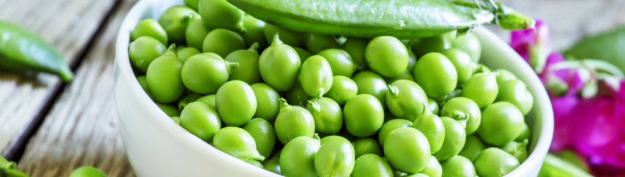 Круглий рік їмо свіжу зелену квасолю: 4 поради щодо її вирощування в домашніх умовах