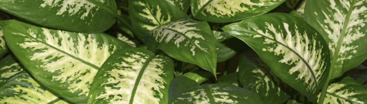 Дифенбахія: особливості розмноження рослини в домашніх умовах