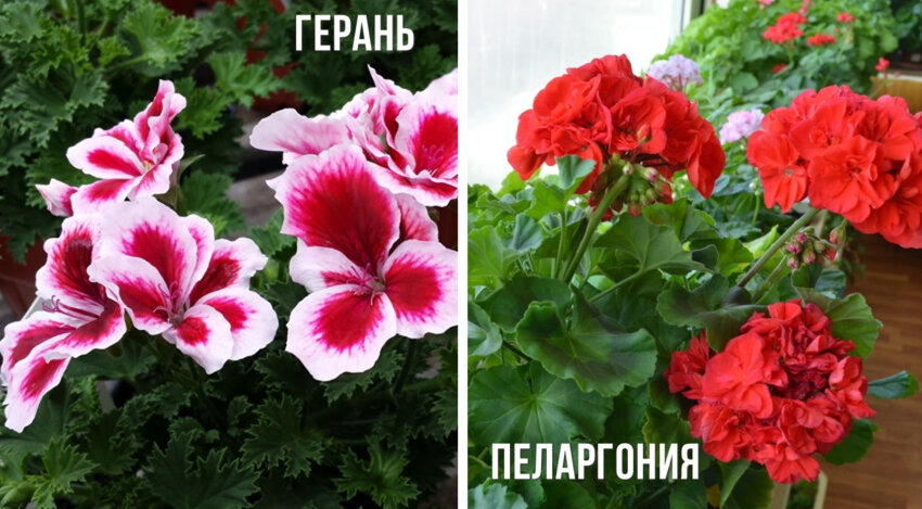 Різниця між геранню та пеларгонією