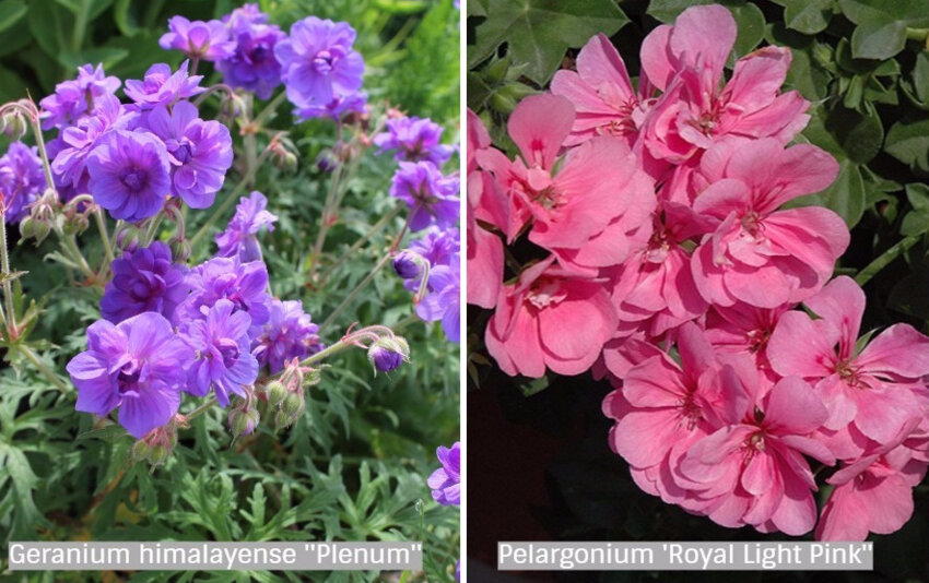Різниця між геранню та пеларгонією