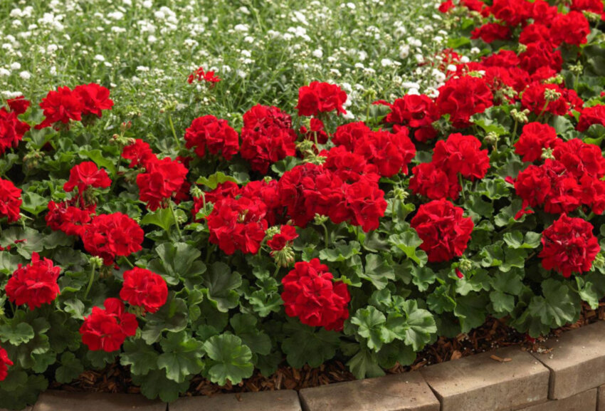 Вирощування на ділянці