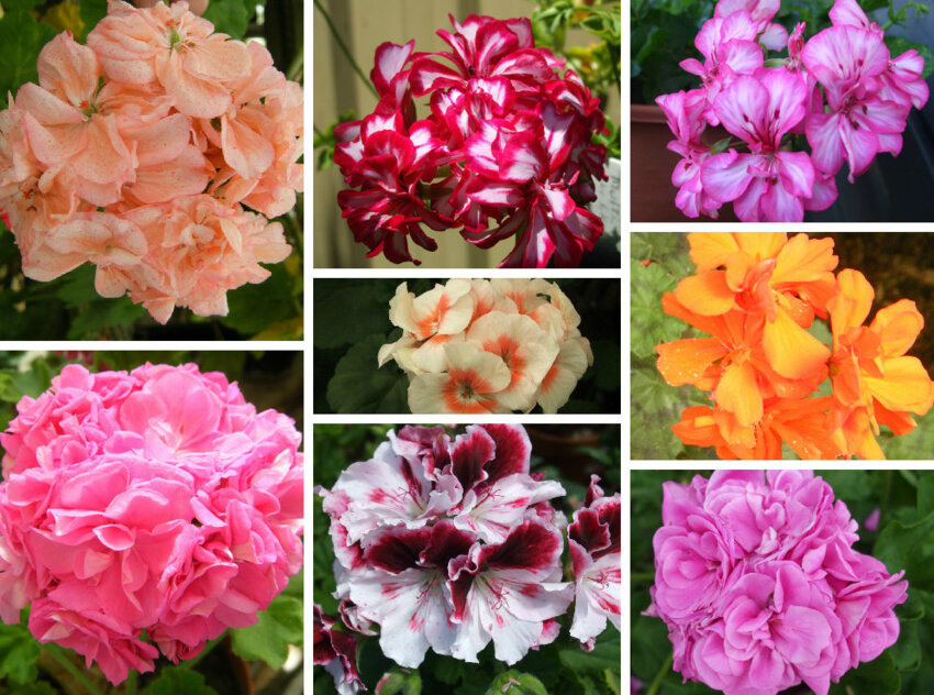 Види герані та пеларгоній