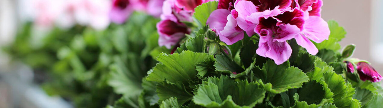 Пеларгонія та герань: різниця
