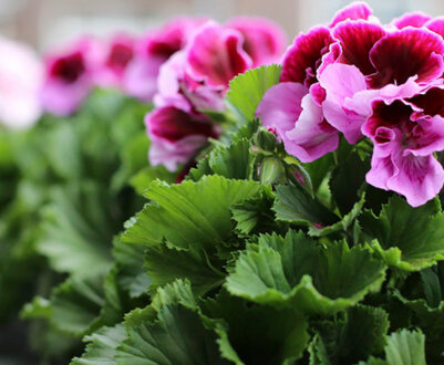 Пеларгонія та герань: різниця
