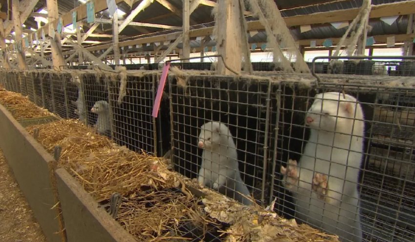 Норкова ферма Норкова ферма